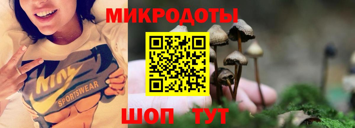 Псилоцибиновые грибы Psilocybe Березники